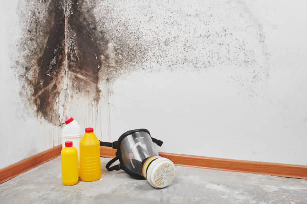 Best Mold Removal Near Me  in Barnesville, OH