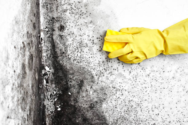 Best Toxic Mold Removal  in Barnesville, OH