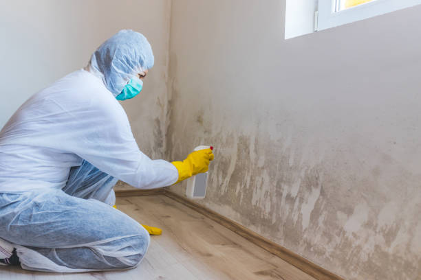 Best Attic Mold Removal  in Barnesville, OH