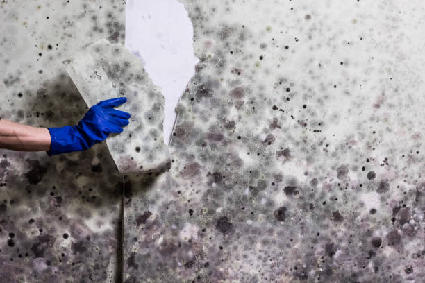 Mold Removal Process in Barnesville, OH